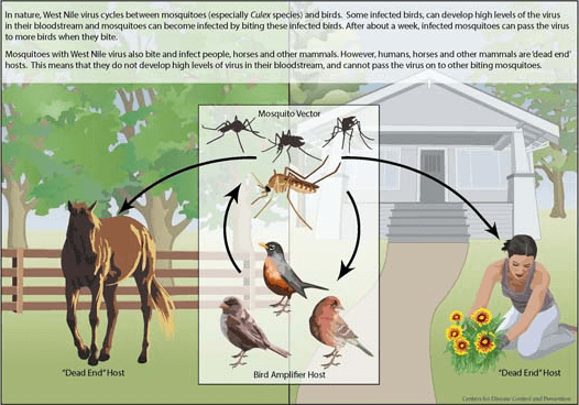 illustration of how the mosquito bite cycle spreads the West Nile virus - info in text below