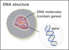 DNA molecules contain genes
