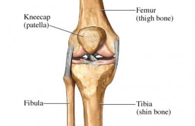 the bone above the knee is the femur, the kneecap is in the front of the knee, and the bones below the knee are the fibula and tibia